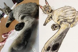 Loạt meme mèo “xấu đau xấu đớn” không nhịn nổi cười