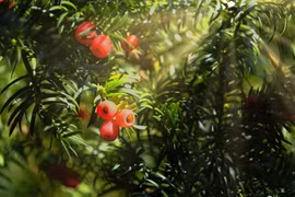 Khám phá loại cây gần tuyệt chủng có thể chữa bệnh ung thư