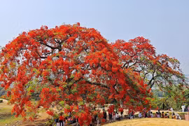 Mê mẩn cây phượng vĩ “thắp lửa” trên Đồi A1 Điện Biên Phủ 