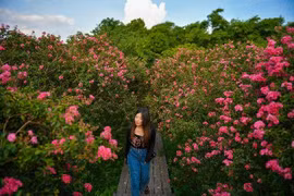 Hoa tường vi khoe sắc đón hè, bạn trẻ ùn ùn check-in