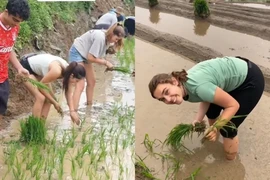 Khách Tây cấy lúa, lội ruộng, tối về khen cơm ngon nức nở