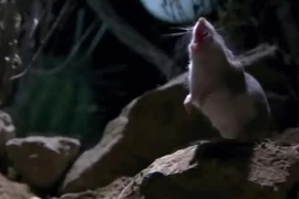 Ớn lạnh loài chuột "xơi tái" đồng loại, hú như sói dưới ánh trăng