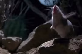 Ớn lạnh loài chuột "xơi tái" đồng loại, hú như sói dưới ánh trăng