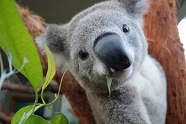 Gấu Koala "tự sướng" trước ống kính