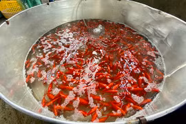 Nhộn nhịp chợ cá lớn nhất Hà Nội trước ngày ông Công ông Táo