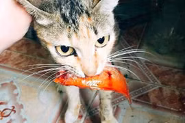 Bất lực trước những tai nạn chẳng giống ai ngày ông Công ông Táo