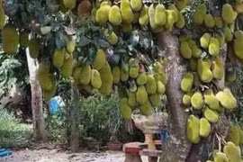 Khoe cây mít “siêu mắn” khổ chủ nhận về toàn câu hỏi "đắng"