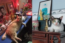 Bất lực với loạt ảnh chó mèo báo đời ngồi lên cả bàn thờ
