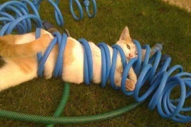 Quàng thượng làm báo thủ khiến con sen nhớ đời