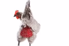 Những bộ cánh “khó đỡ” của động vật