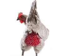 Những bộ cánh “khó đỡ” của động vật