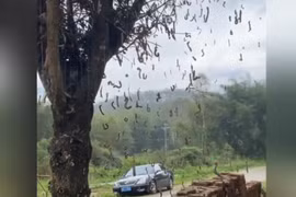 Clip hàng trăm chú sâu đo khiến người xem “muốn xỉu“