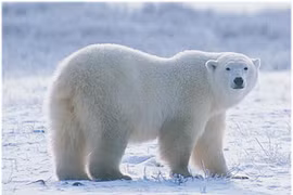 Nhiều điều thú vị về gấu Bắc Cực mà ít ai biết