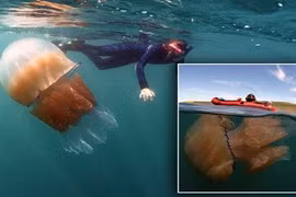 “Quái vật” sứa khổng lồ tấn công bờ biển Anh