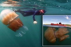 “Quái vật” sứa khổng lồ tấn công bờ biển Anh