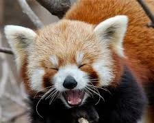 Gấu trúc đỏ mới thực sự là gấu trúc