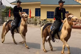 Chú ngựa với gương mặt hài hước nổi nhất lễ diễu binh Điện Biên