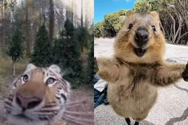 Độc lạ những bức hình “selfie cũng muôn thú“