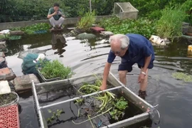 Độc lạ ao cá trên nóc nhà của cụ ông 89 tuổi Hải Dương