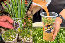 “Ớn lạnh” trước món trà sữa hành lá mới nổi