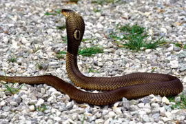 Những điều khủng khiếp nếu bị rắn hổ mang phun nọc vào mặt