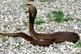 Những điều khủng khiếp nếu bị rắn hổ mang phun nọc vào mặt