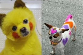 Loạt ảnh khi thú cưng được sắm sửa cho đi “cháy phố“