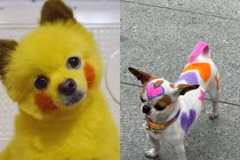 Loạt ảnh khi thú cưng được sắm sửa cho đi “cháy phố“