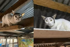 Cười rũ rượi với chú mèo có gương mặt “trộm cắp“