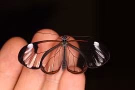 Loài bướm trong suốt như “thủy tinh biết bay“