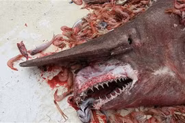 Giải mã loài “quái vật” cực kỳ xấu xí, đáng sợ được ví như “hóa thạch sống”