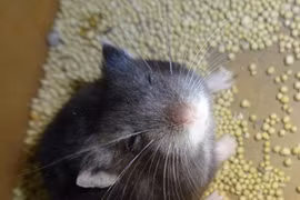 Bắt được “Hamster đuôi dài”, anh chàng khiến cộng đồng mạng cười bò vì độ cố chấp