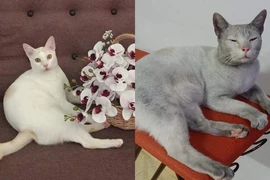 Báo thủ mèo trắng “bỏ nhà đi bụi”, đến khi về không nhận ra