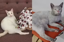 Báo thủ mèo trắng “bỏ nhà đi bụi”, đến khi về không nhận ra