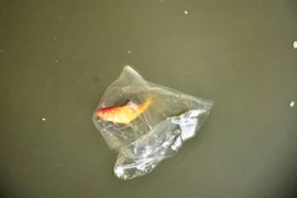 Phát nản với ý thức thả cá trong ngày ông Công ông Táo