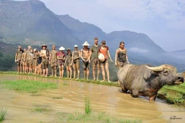 Khách Tây qua Việt Nam du lịch hào hứng đi cày, lội ruộng