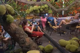 Quán cafe độc đáo có cây mít trĩu quả khiến CĐM trầm trồ