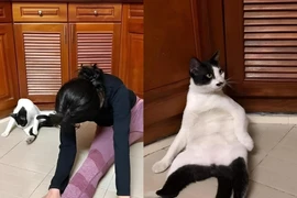 Không nhịn nổi cười với chú mèo đam mê tập yoga cùng chủ