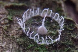 Bí ẩn mạng nhện có hình thù kỳ lạ ở rừng Amazon