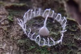 Bí ẩn mạng nhện có hình thù kỳ lạ ở rừng Amazon