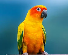 Vì sao vẹt có khả năng nói tiếng người?