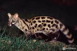 Phát hoảng với loài động vật bốc mùi nhất quả đất