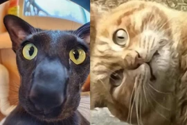 Những khoảnh khắc “khó đỡ” không thể giải thích của “quàng thượng“