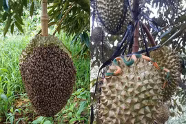 Độc lạ những cách “phòng thủ” tránh bị trộm sầu riêng làm netizen cười ngất