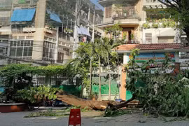 Vì sao cây phượng đổ đè học sinh ở TP.HCM trồng ở bồn rất nhỏ và không thấy rễ lớn?