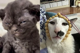  Loạt ảnh mèo ngáo khiến “con sen” không nhịn nổi cười