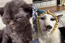  Loạt ảnh mèo ngáo khiến “con sen” không nhịn nổi cười