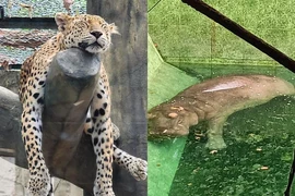 Động vật trong Thảo Cầm Viên ngủ say “vắt lưỡi” mặc khách tham quan