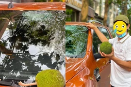 Quả mít “oan nghiệt” khiến chủ xế hộp tiền tỷ khóc ròng