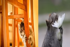 Cười ngả nghiêng với những trò nghịch ngợm của thú cưng (2)